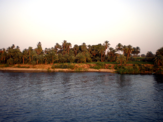 Nile palm trees