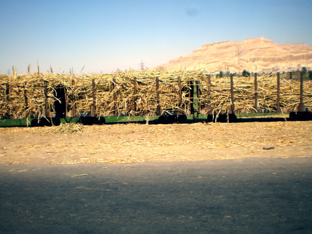 Sugar cane Luxor