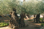 Gethsemane