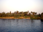 Nile palm trees