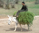 Cairo farmer