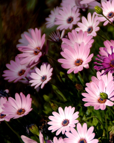 46-Flowers at the Church of the Multiplication of the Loaves and the Fishes