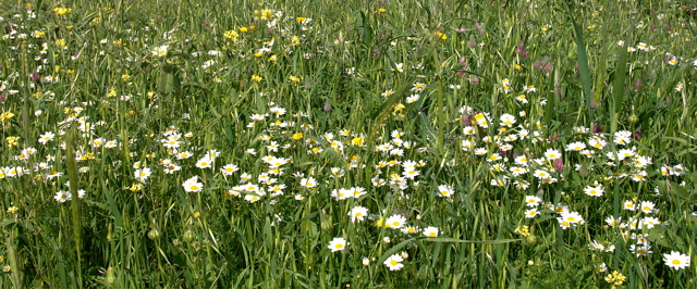 97-Flowers of Galilee