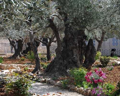 384-The Garden of Gethsemane