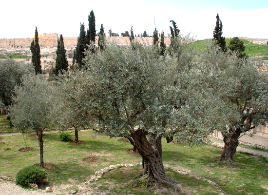 394-The Garden of Gethsemane