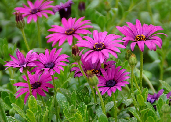 342-Flowers in the garden at the Monastery of the Flagellation