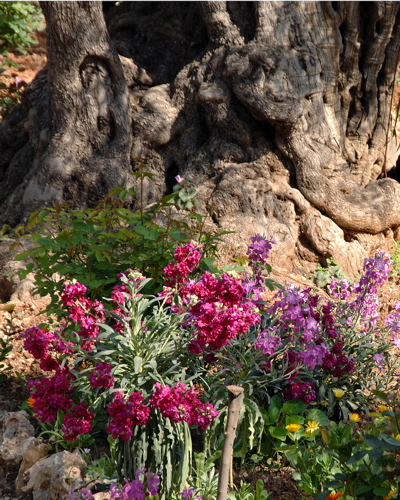 387-The Garden of Gethsemane