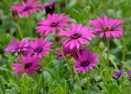 342-Flowers in the garden at the Monastery of the Flagellation